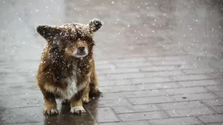 /VIDEO/ Surpriza de la meteo în Moldova! Unde au fost filmați primii fulgi de zăpadă din acest sezon rece