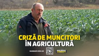 /VIDEO/ Agricultorii, cu roada putrezită pe câmpuri din lipsa muncitorilor. „Tinerii au plecat în țări străine, pentru salarii mai mari”