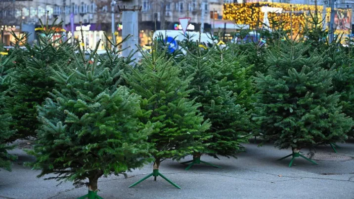 /VIDEO/ Brazi mai ieftini în ajun de Revelion: Comercianții lasă din preț ca să nu rămână cu pomii nevânduți