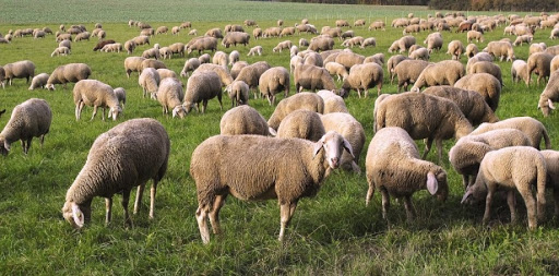 Пара из Молдовы основала современную овечью ферму