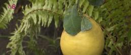 Сочные мандарины и килограммовые лимоны. В Ботаническом саду созрели цитрусовые - ВИДЕО