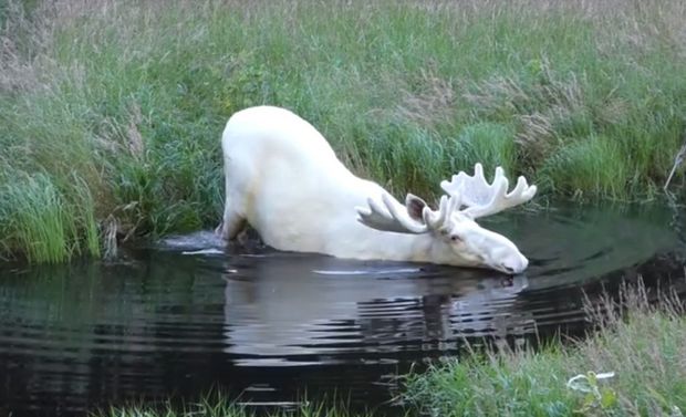 /VIDEO/ Suedia: Un elan alb, rar de specie, a făcut senzație pe internet