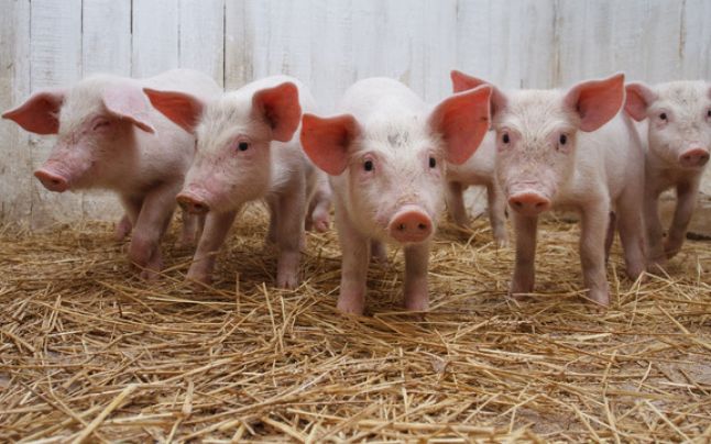 România: aproximativ 45 de mii de porci vor fi sacrificați după confirmarea virusului Pestei Porcine Africane