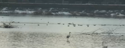 /VIDEO/ IMAGINI RARE. Un flamingo a fost surprins pe un lac din România