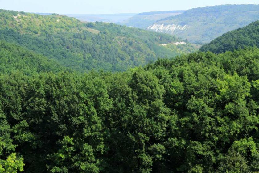 Petiție pentru stoparea tăierii ilegale a pădurilor din Moldova. A fost deja semnată de 1500 de oameni