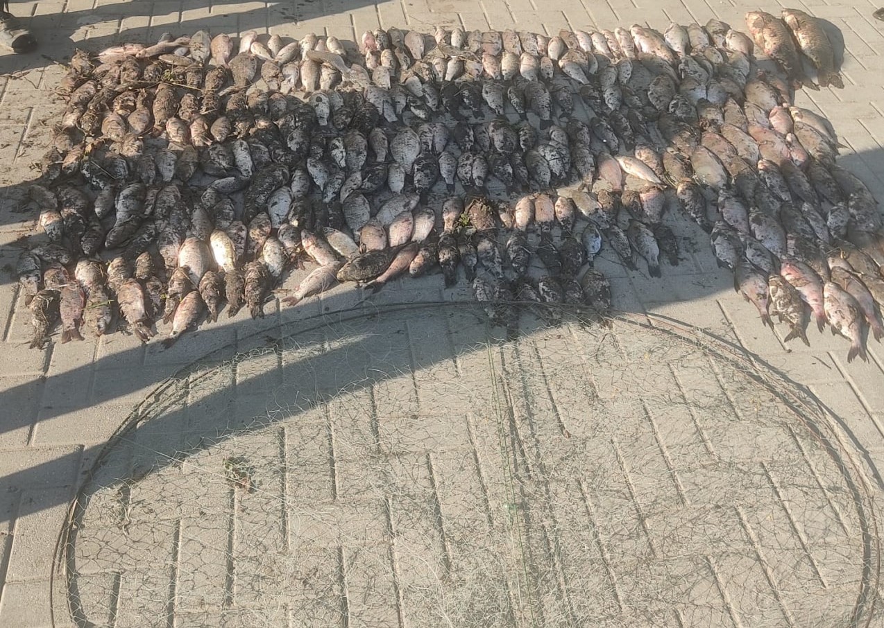 pește