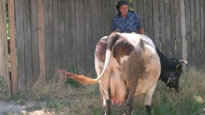 vacă