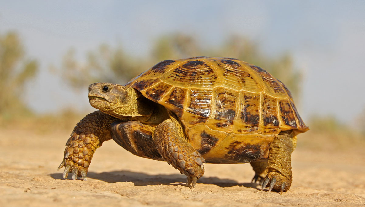 Testudo_horsfieldii_f_001