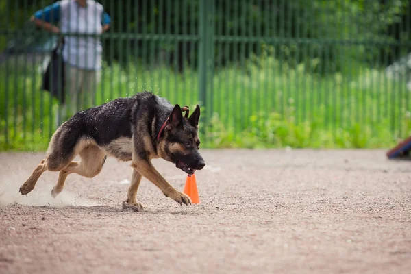 depositphotos_123033088-stock-photo-dog-competition-police-dog-training