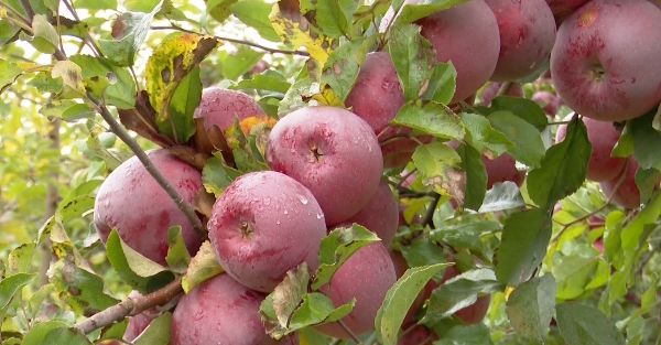 TV8.md - Год работы остался на деревьях: фермеры из Ниспоренского района не  могут продать урожай