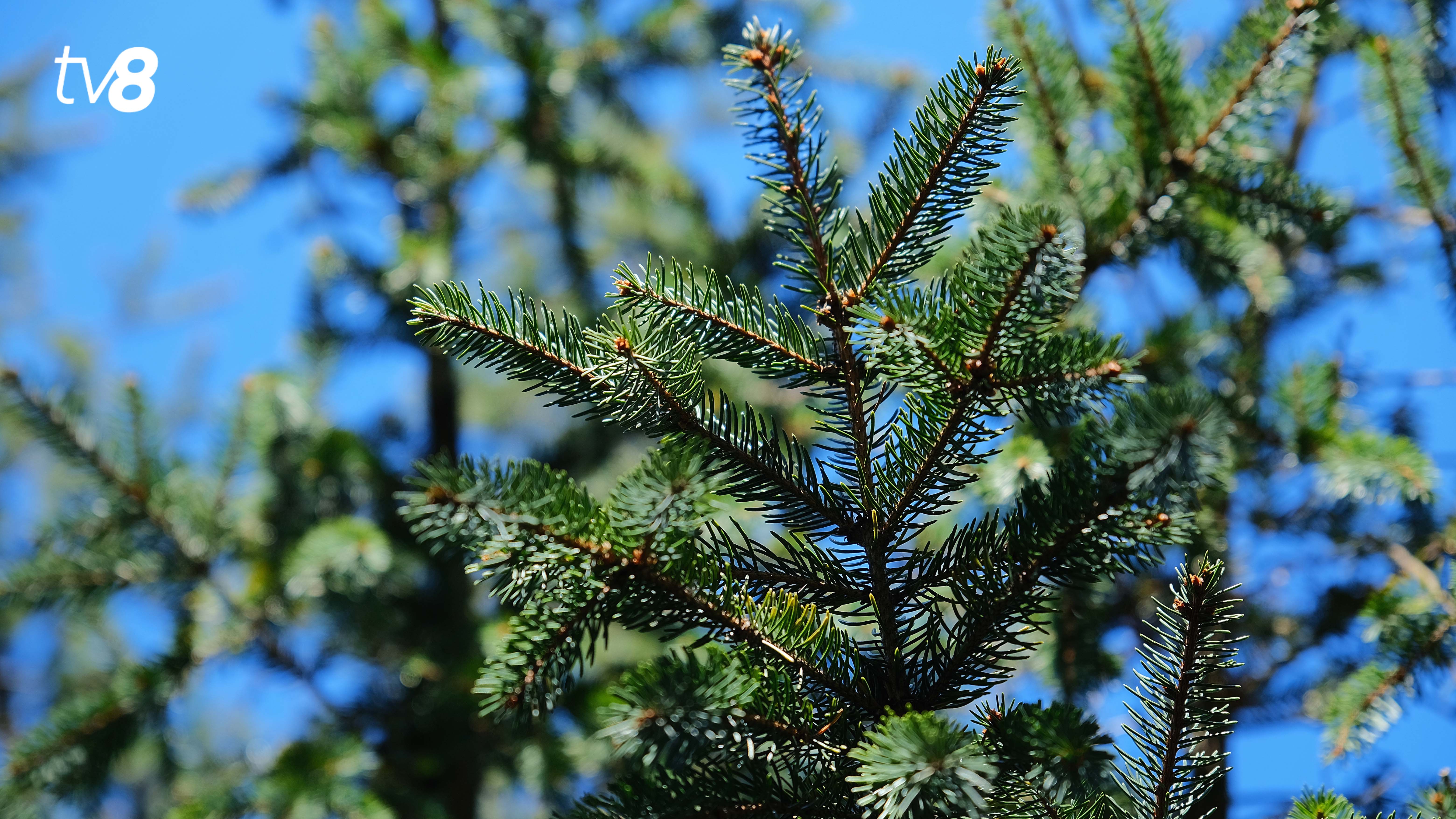 /METEO/ Cum va fi vremea azi, 5 martie 2026: Cer senin și vreme blândă toată țara