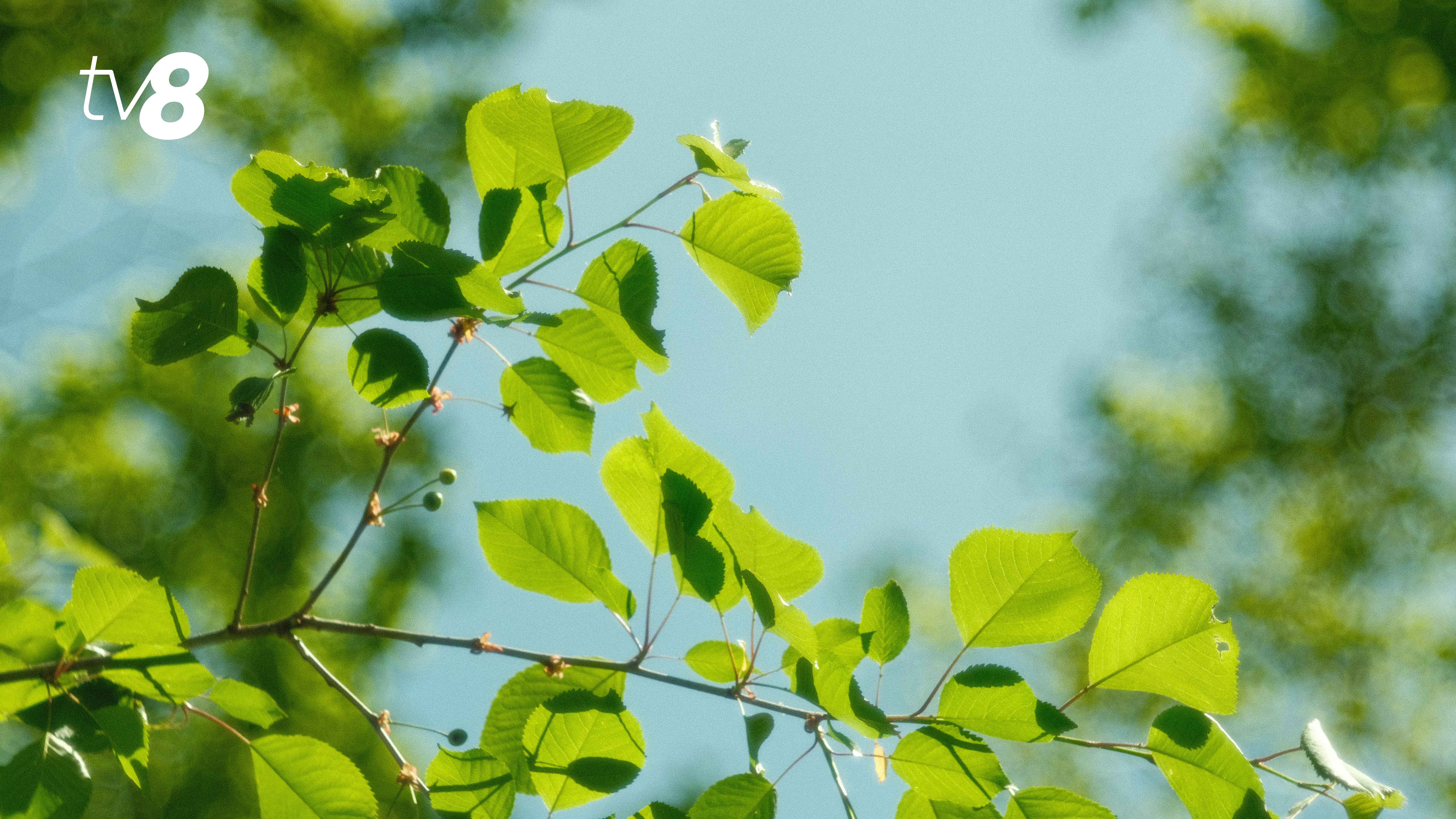 /METEO/ Vremea azi, 26 mai 2026: Soare în toată țara și temperaturi de până la +30 de grade