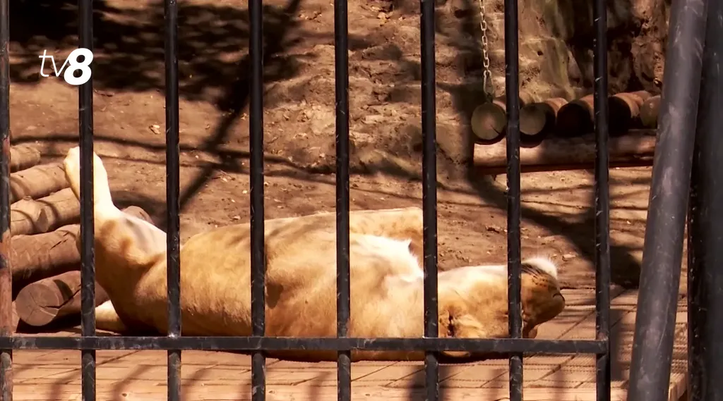/VIDEO/ Viață la Zoo pe timp de caniculă: Cum sunt răcorite animalele în zilele toride