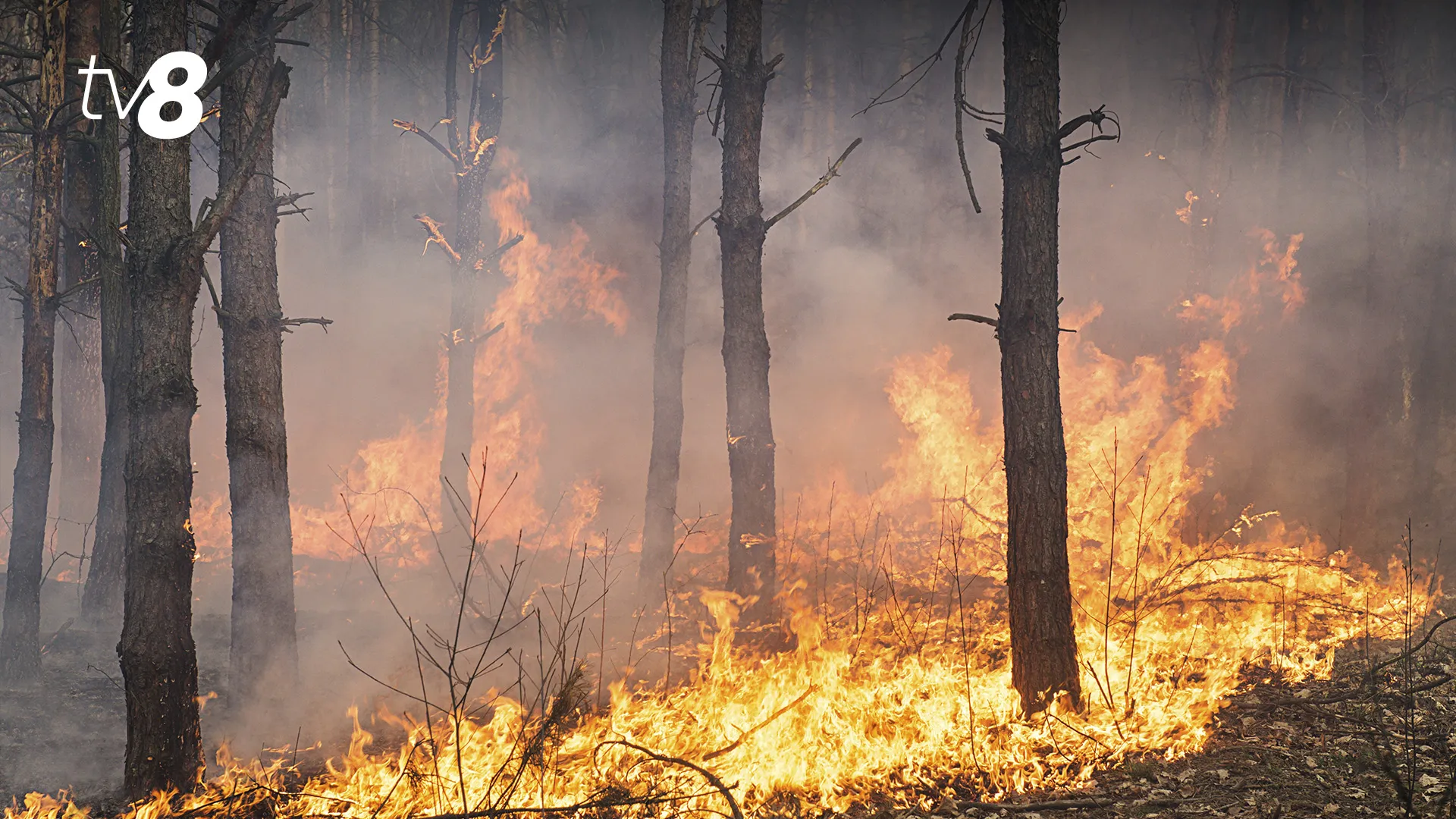 incendii vegetatie padure 2