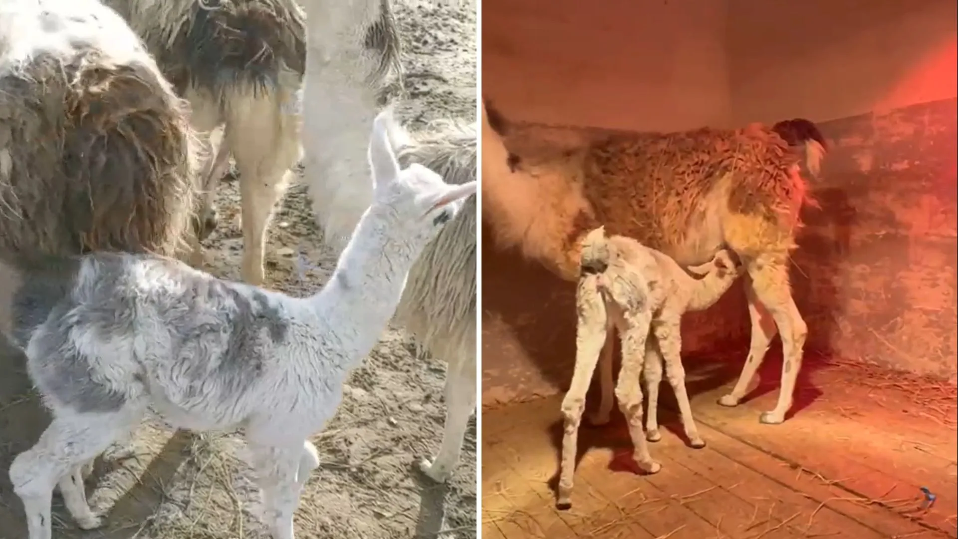 lama zooo