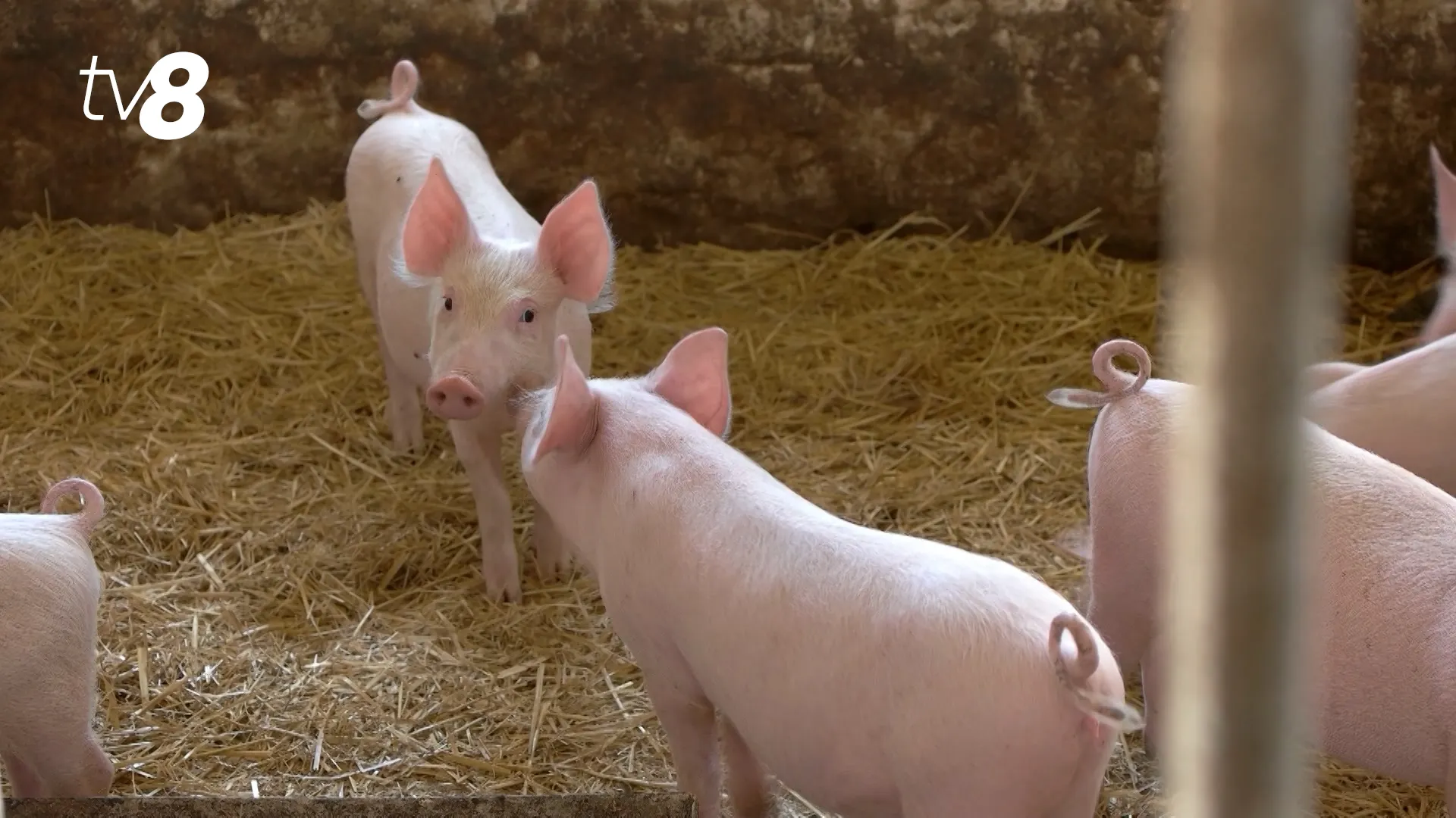 /VIDEO/ Focar de pestă porcină la Cahul: Autoritățile impun carantină în mai multe localități