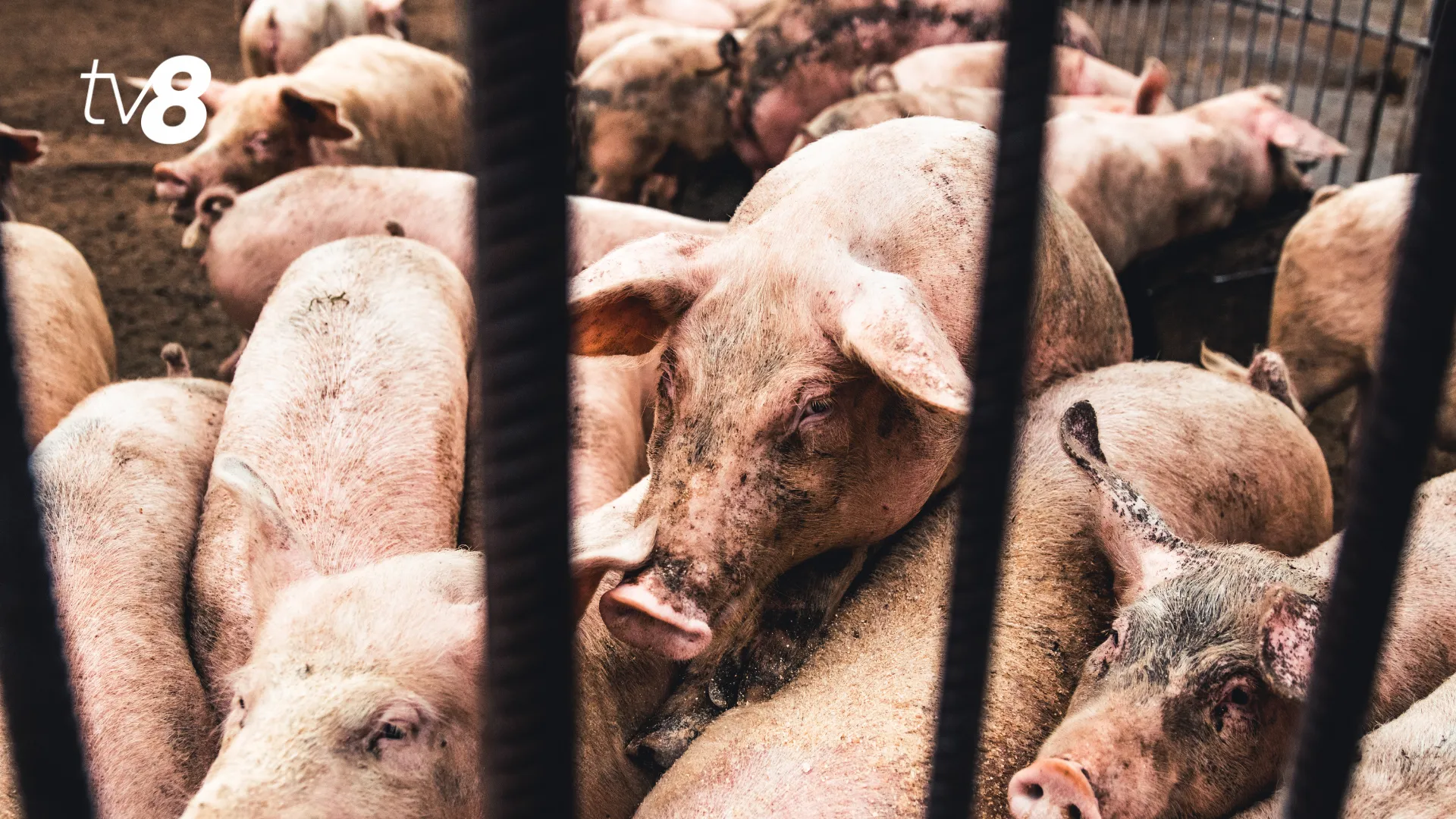 Noi focare de rabie și pestă porcină în Moldova: Unde au fost descoperite cazurile