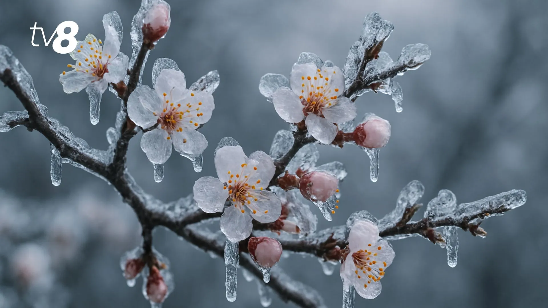 /VIDEO/ Livezile din Moldova, amenințate de înghețuri: Sfaturi pentru pomicultorii care luptă cu frigul