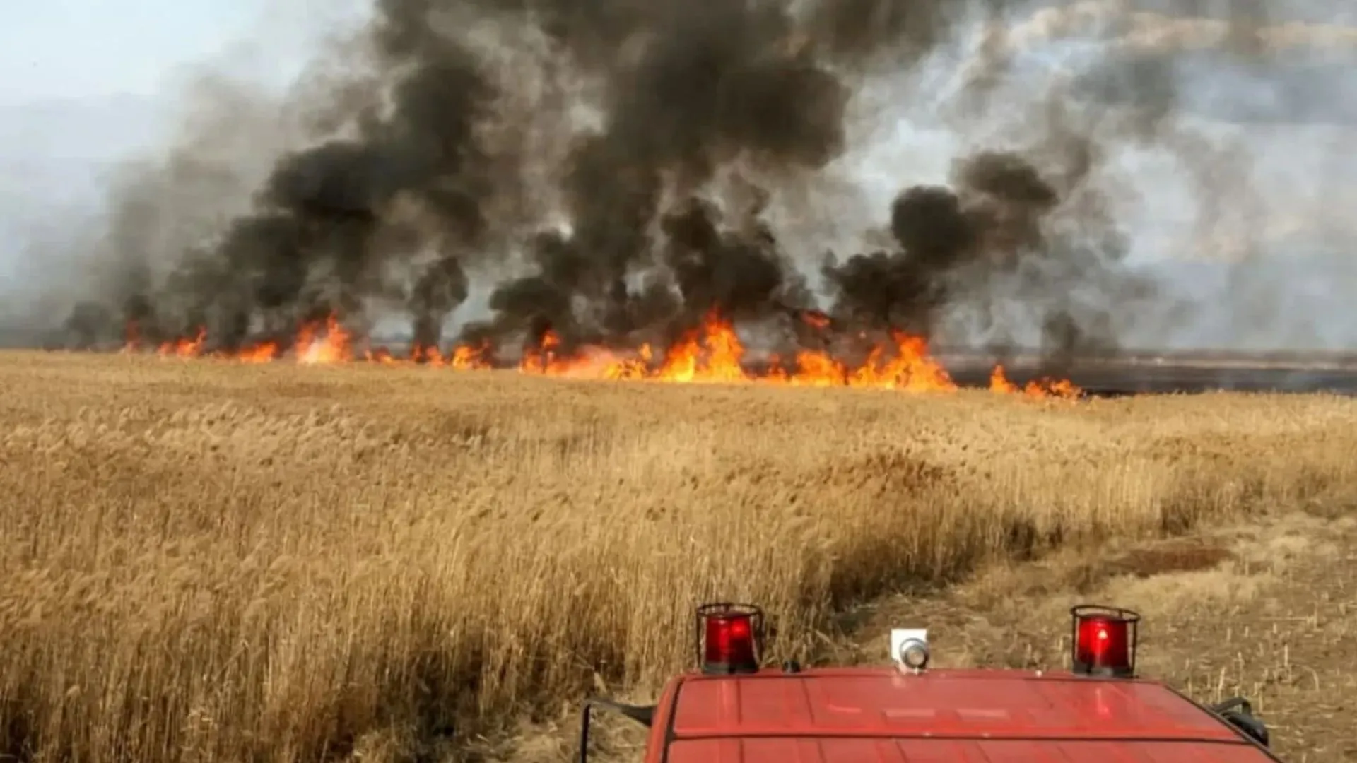incendiu природный растительный пожар поджог сухой травы