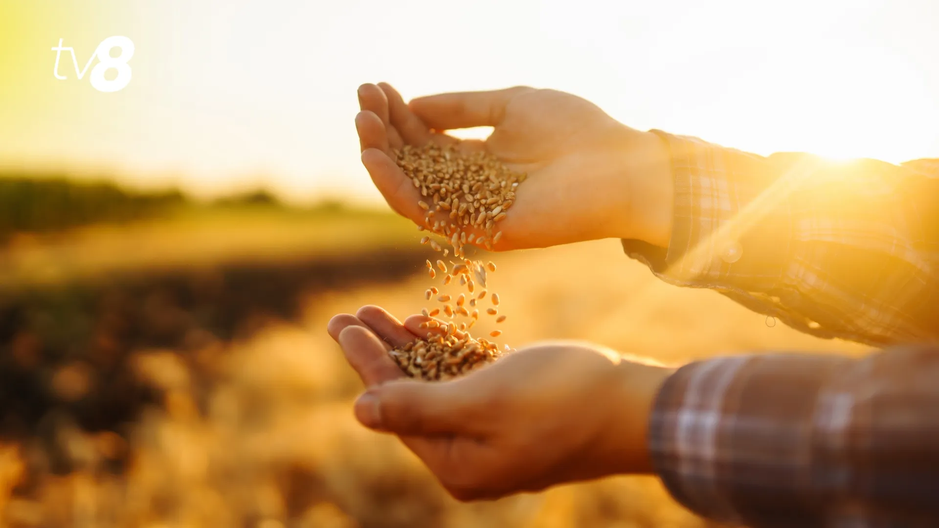 Tarif redus pentru transportul cerealelor din Ucraina prin Moldova: Ce riscuri văd agricultorii