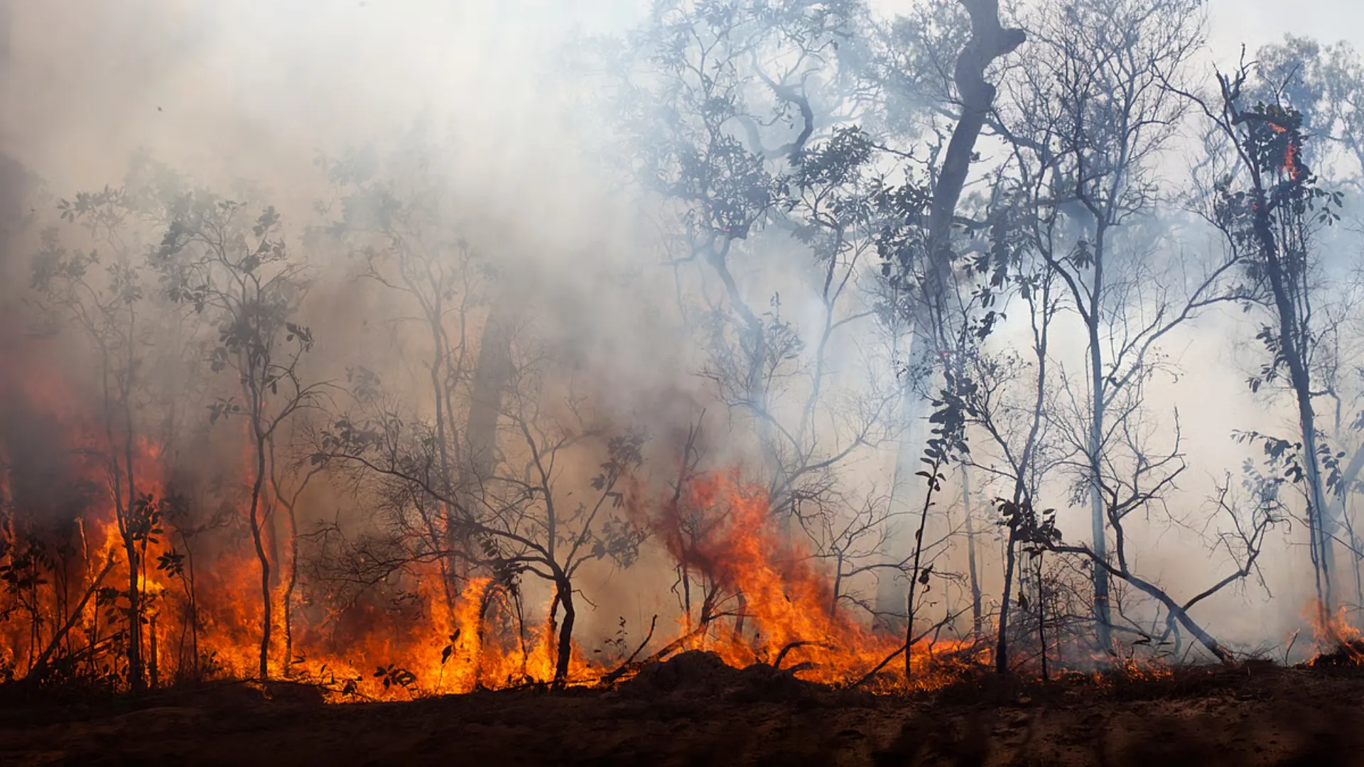 /VIDEO/ Val record de căldură și incendii devastatoare în Australia: Sute de familii au rămas fără locuințe