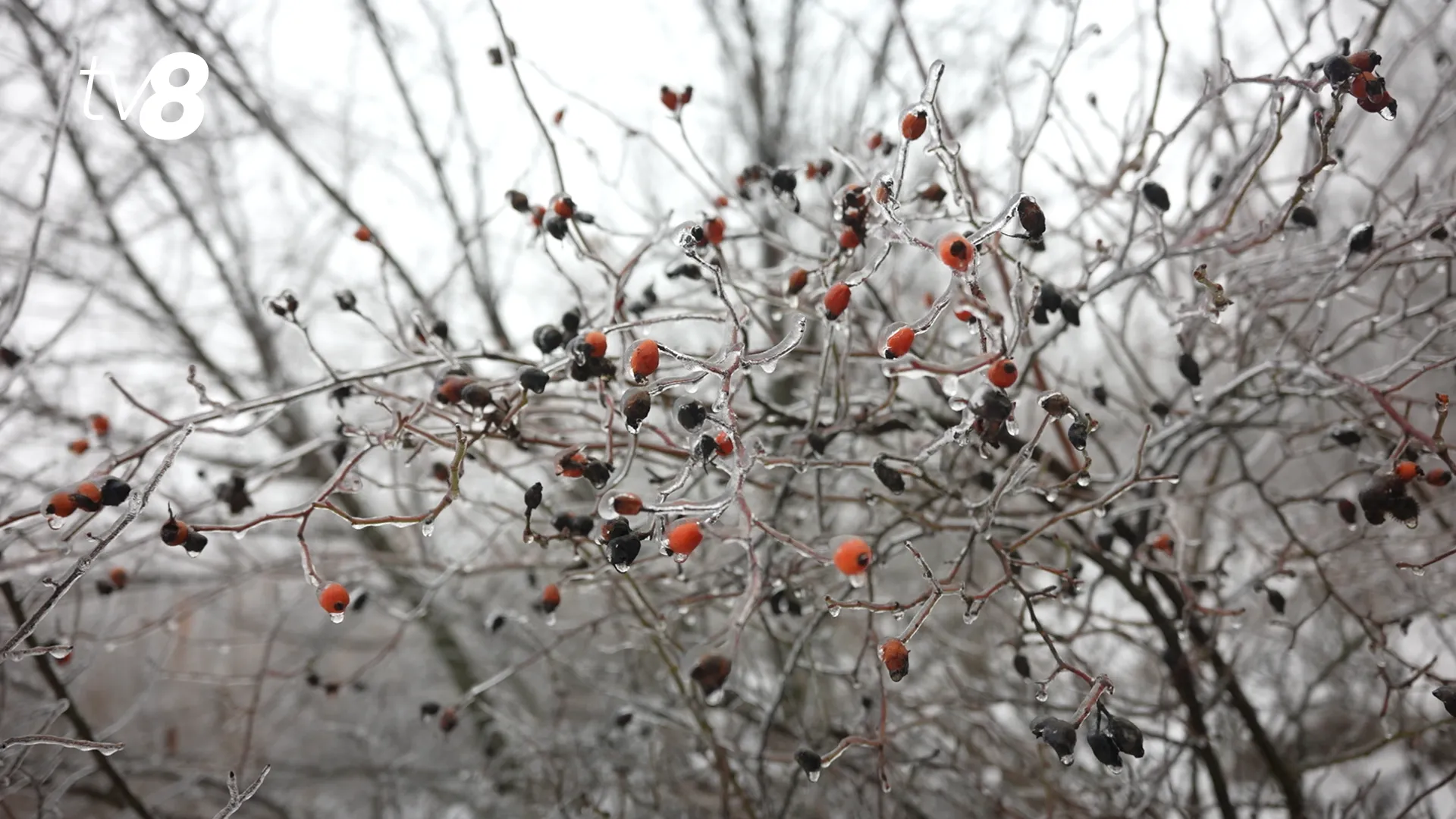 /METEO/ Cum va fi vremea azi, 1 februarie 2026: Temperaturi de până la -20 de grade și ghețuș