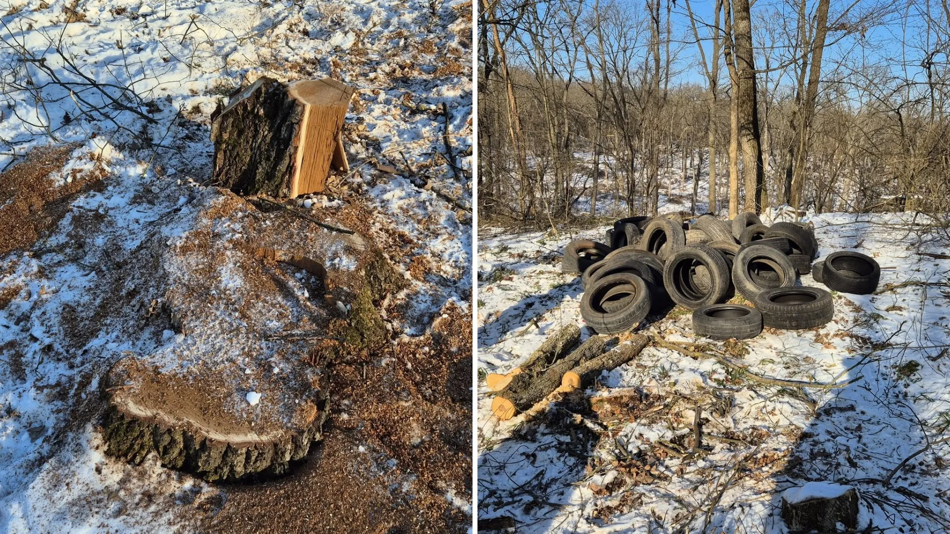 „Cel mai mare jaf în cadrul unui ocol silvic”: Jumătate de milion de lei prejudiciu după tăierea ilegală a arborilor la Ghidighici