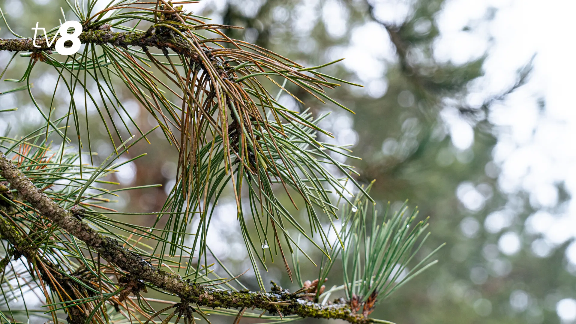 /METEO/ Cum va fi vremea azi, 15 februarie 2026: Cer noros și ninsoare seara în unele regiuni. Temperaturile maxime