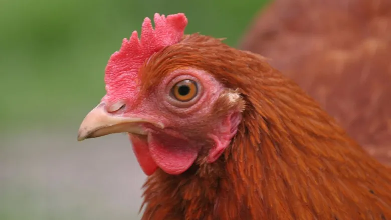 Un fost soț și o găină furată: Un bărbat din regiunea transnistreană ar fi decis să se „răzbune” pe ex-soția lui