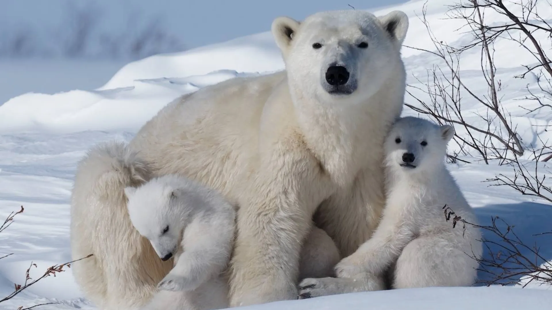 /VIDEO/ Semnal de alarmă de Ziua Ursului Polar: Tot mai puțini pui supraviețuiesc în Arctica