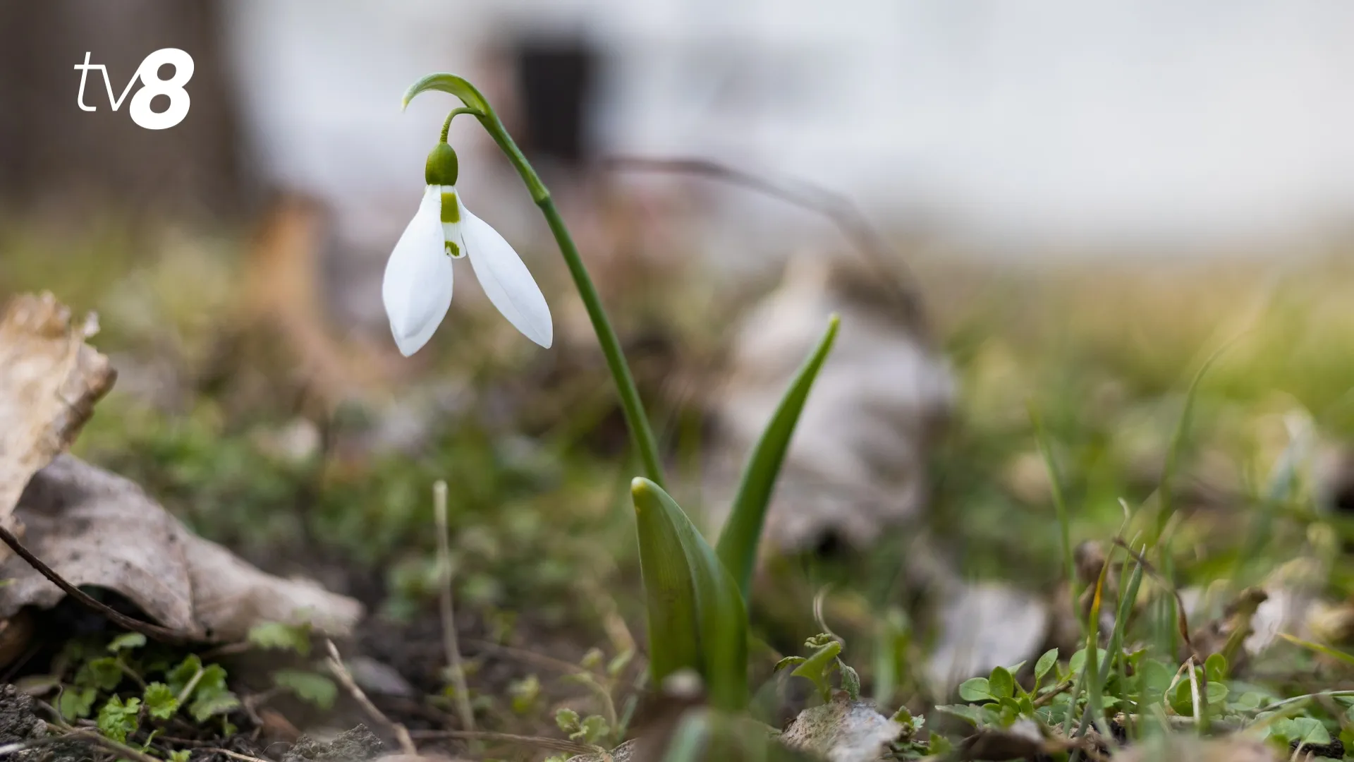 Ghioceii, victime ale comerțului ilegal: Poienițele din Codrii Orheiului au dispărut aproape complet