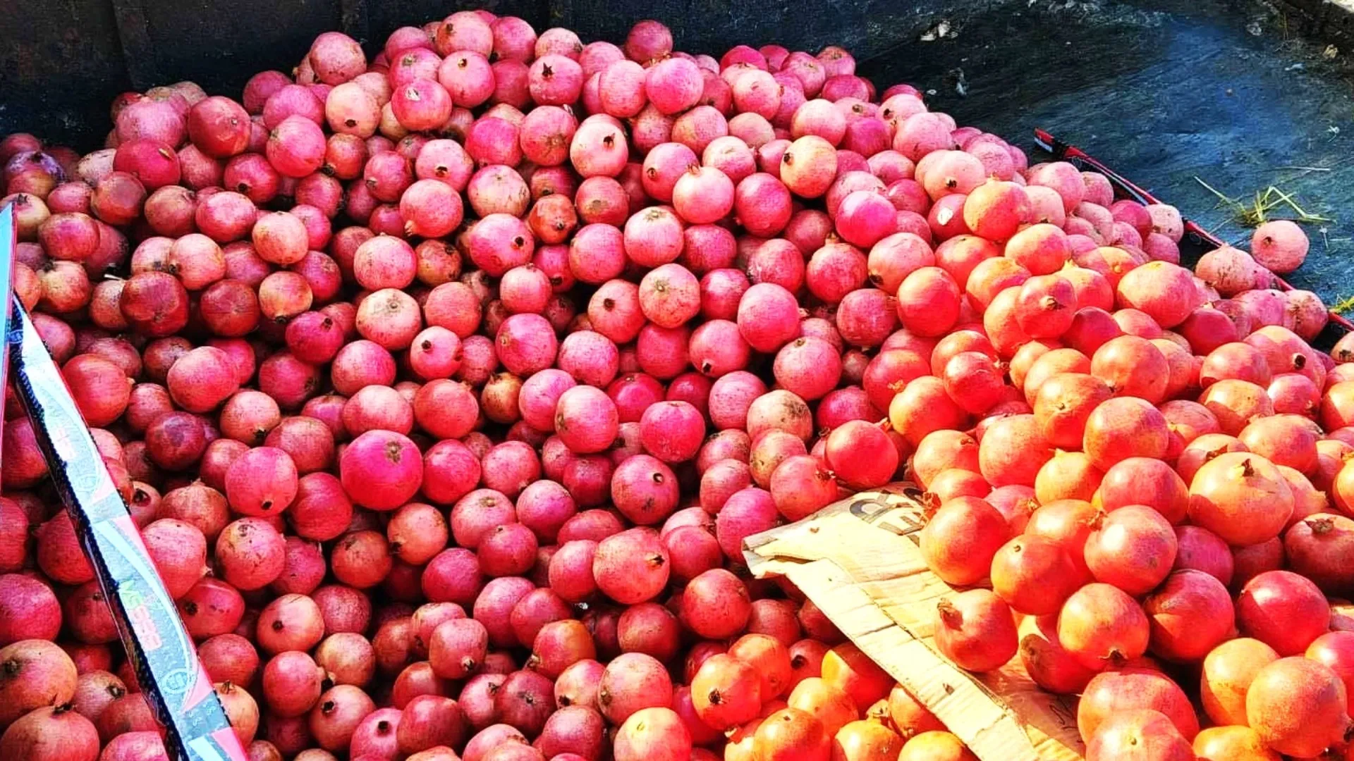 /VIDEO/ Rodii cu pesticide peste limită: Circa 19 tone au fost distruse la frontieră