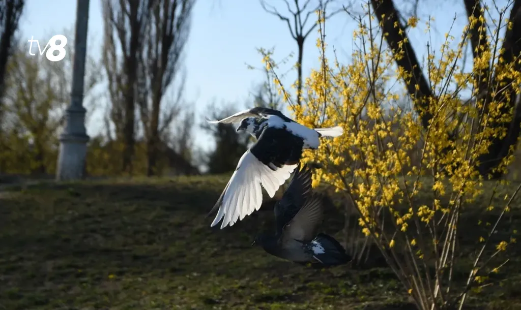 /METEO/ Cum va fi vremea astăzi, 16 martie 2026: Săptămâna începe fără precipitații. Temperaturile maxime