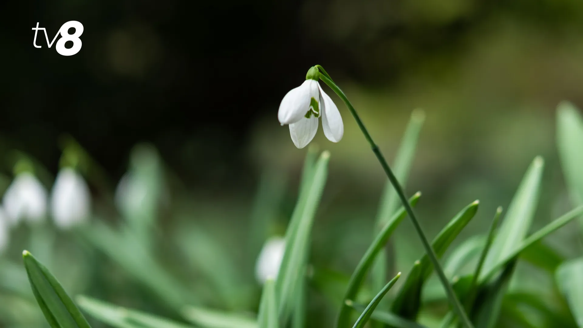 /METEO/ Cum va fi vremea azi, 13 martie 2026: Cer variabil și ceață în timpul nopții și dimineața