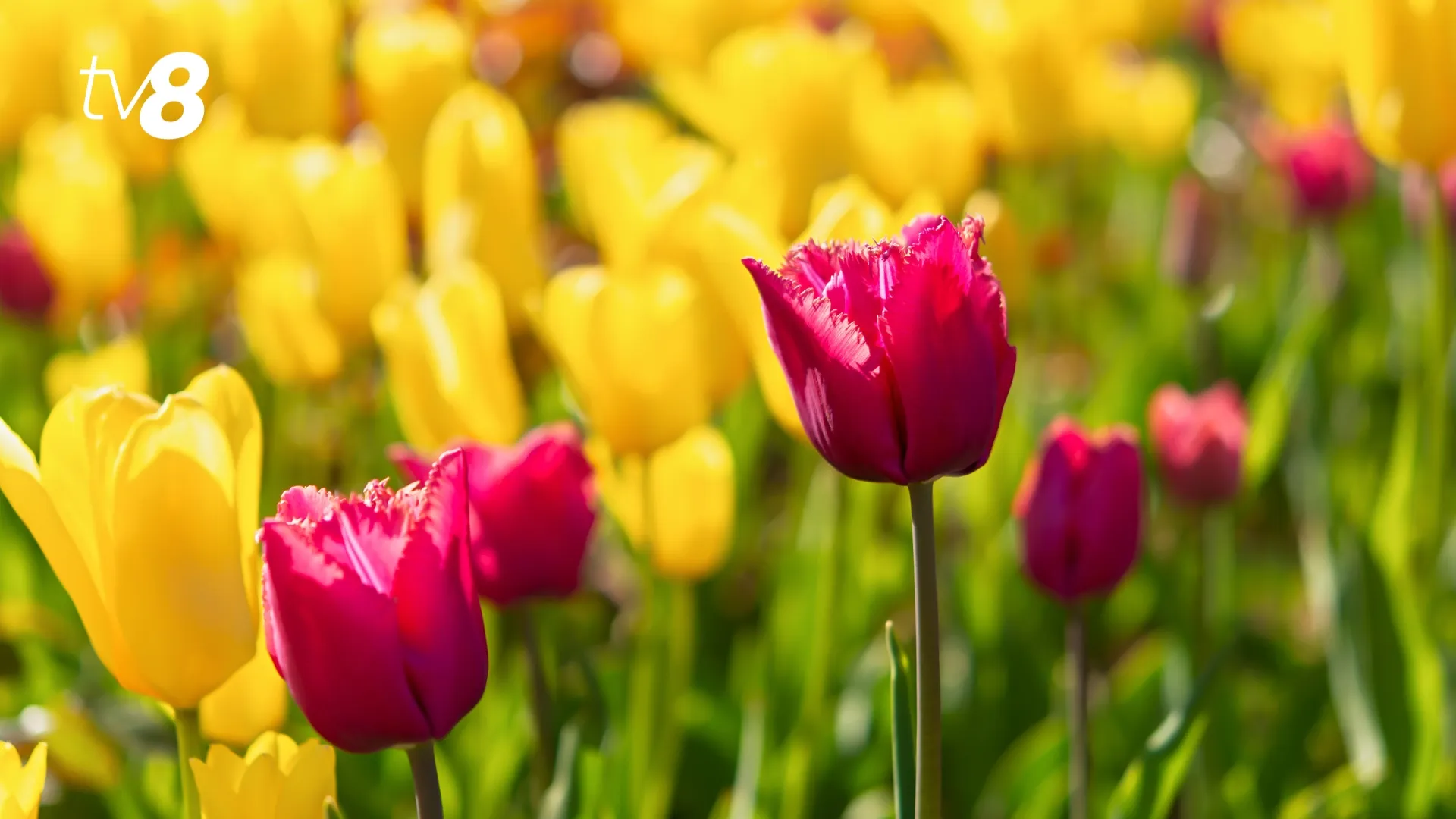 /METEO/ Cum va fi vremea azi, 14 martie 2026: Weekend cu soare și fără precipitații