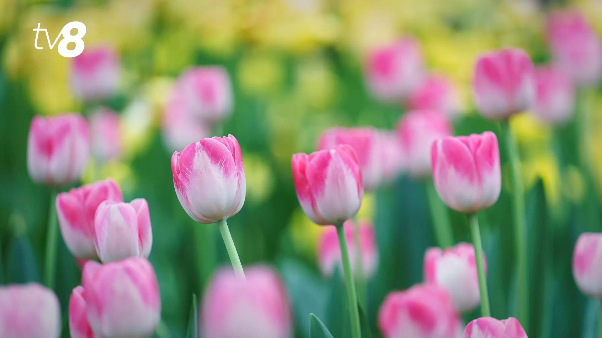 Cum va fi vremea pe 8 martie 2026 în Moldova: Prognoza meteo pe regiuni