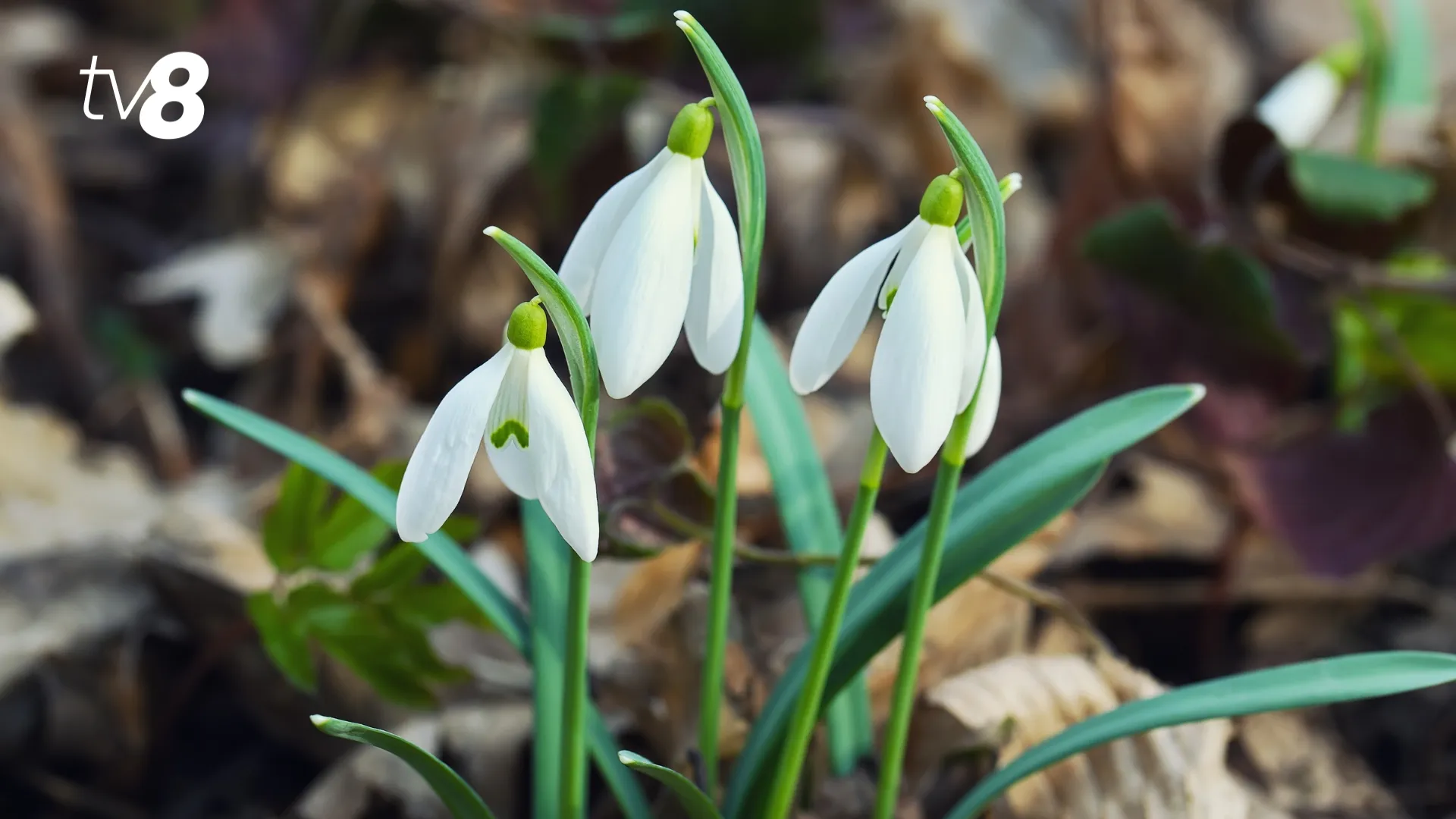 /METEO/ Cum va fi vremea azi, 12 martie 2026: Ceață în timpul nopții și dimineața. Care vor fi temperaturile