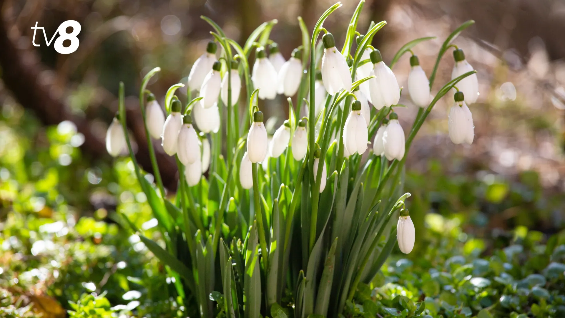 /METEO/ Cum va fi vremea azi, 8 martie 2026: Ziua Femeii ne aduce un cer senin cu soare