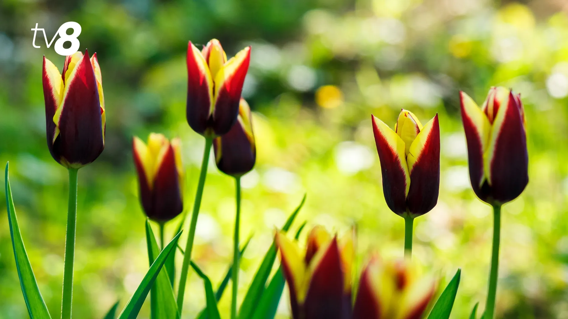 meteo primăvara lalele