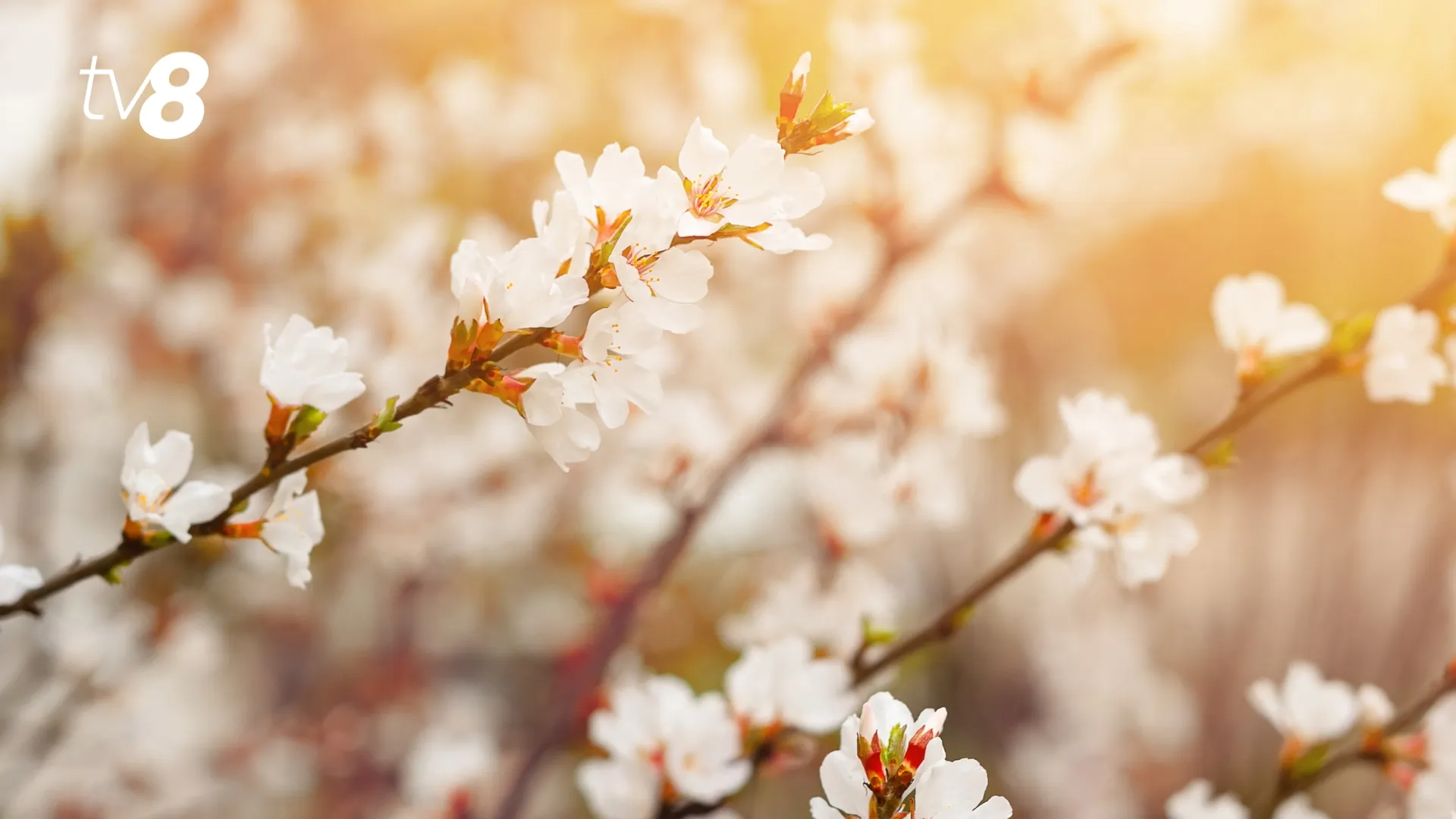 /METEO/ Vremea azi, 6 aprilie 2026: Vânt, ploi ușoare și pe alocuri fulgere. Temperaturile prognozate