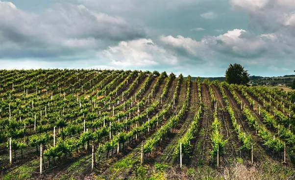 Producătorii de vinuri de autor din Republica Moldova participă la RO-Wine 2026, la Cluj-Napoca /P/