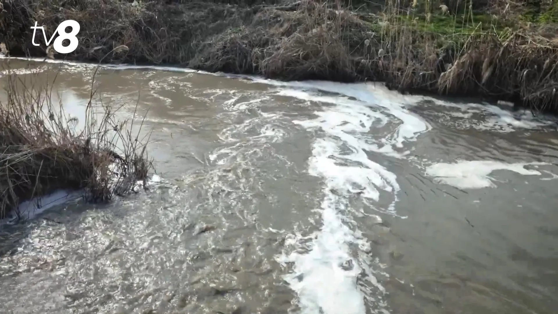 /VIDEO/ Pete de ulei pe râul Bîc: Autoritățile intervin de urgență la fața locului