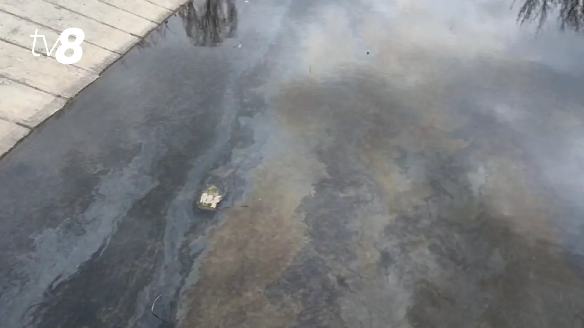 /VIDEO/ Baraje de absorbție pe râul Bîc: Când vor fi gata analizele de laborator ale apei