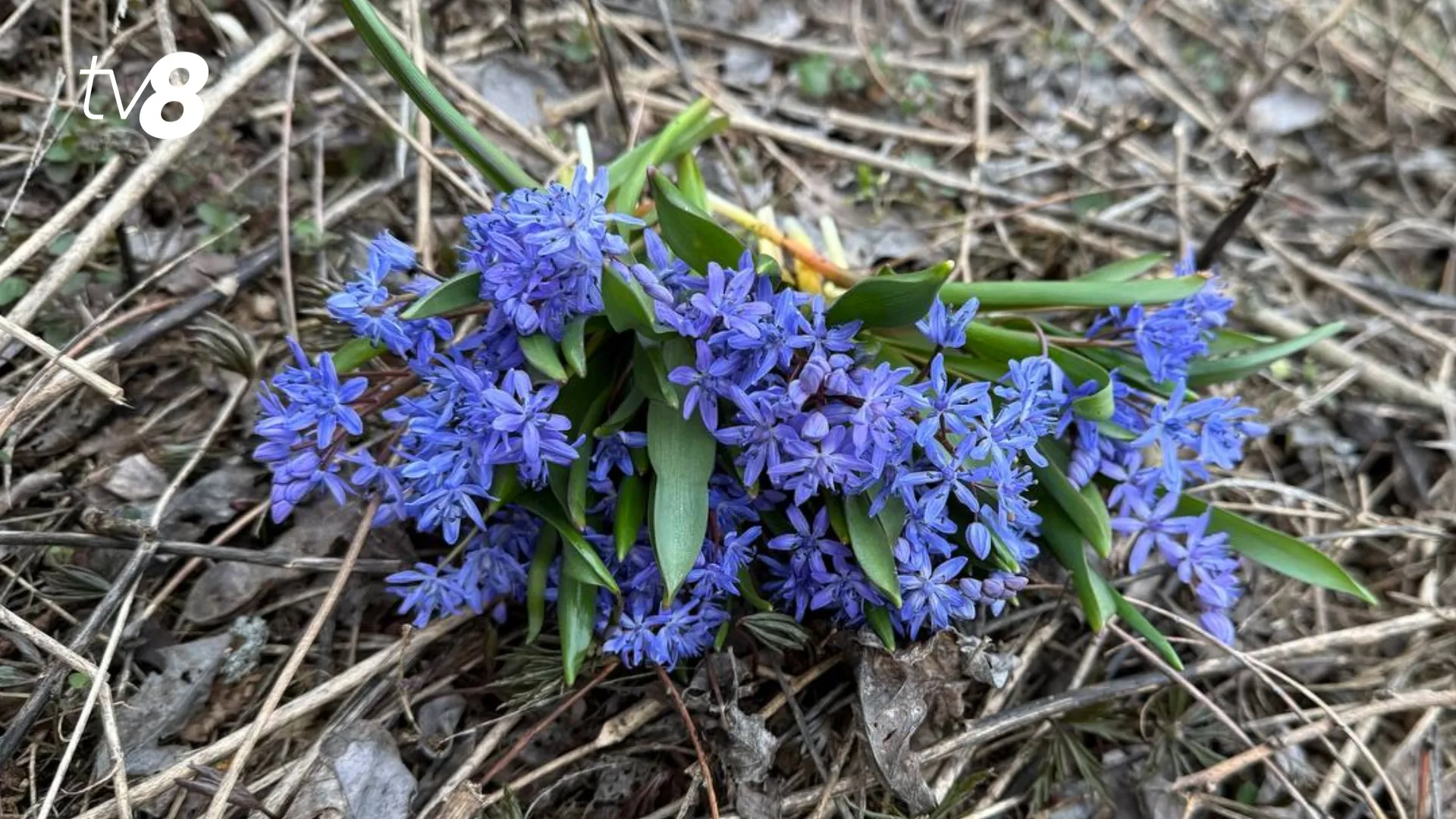 /METEO/ Cum va fi vremea azi, 24 martie 2026: Zi fără precipitații în toată țara. Care vor fi temperaturile