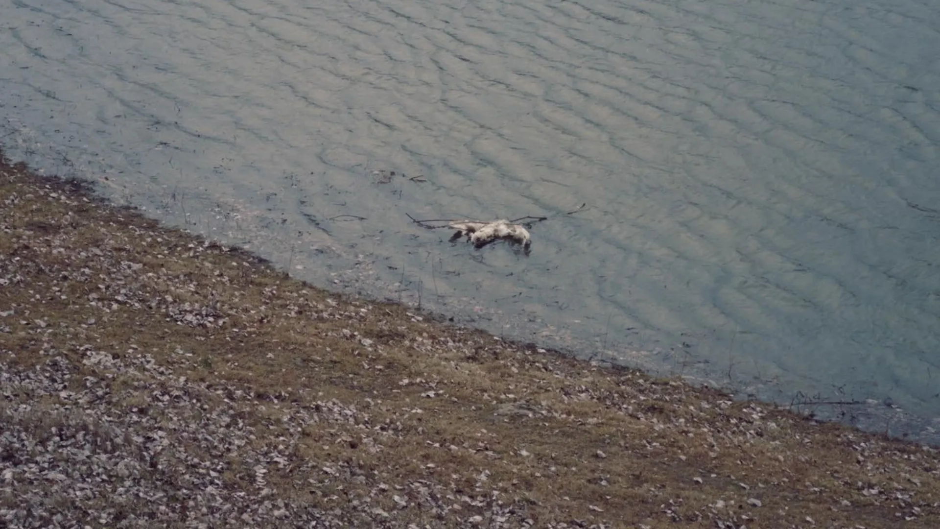 Ce a ucis păsările găsite moarte pe Nistru: Rezultatele analizelor de laborator