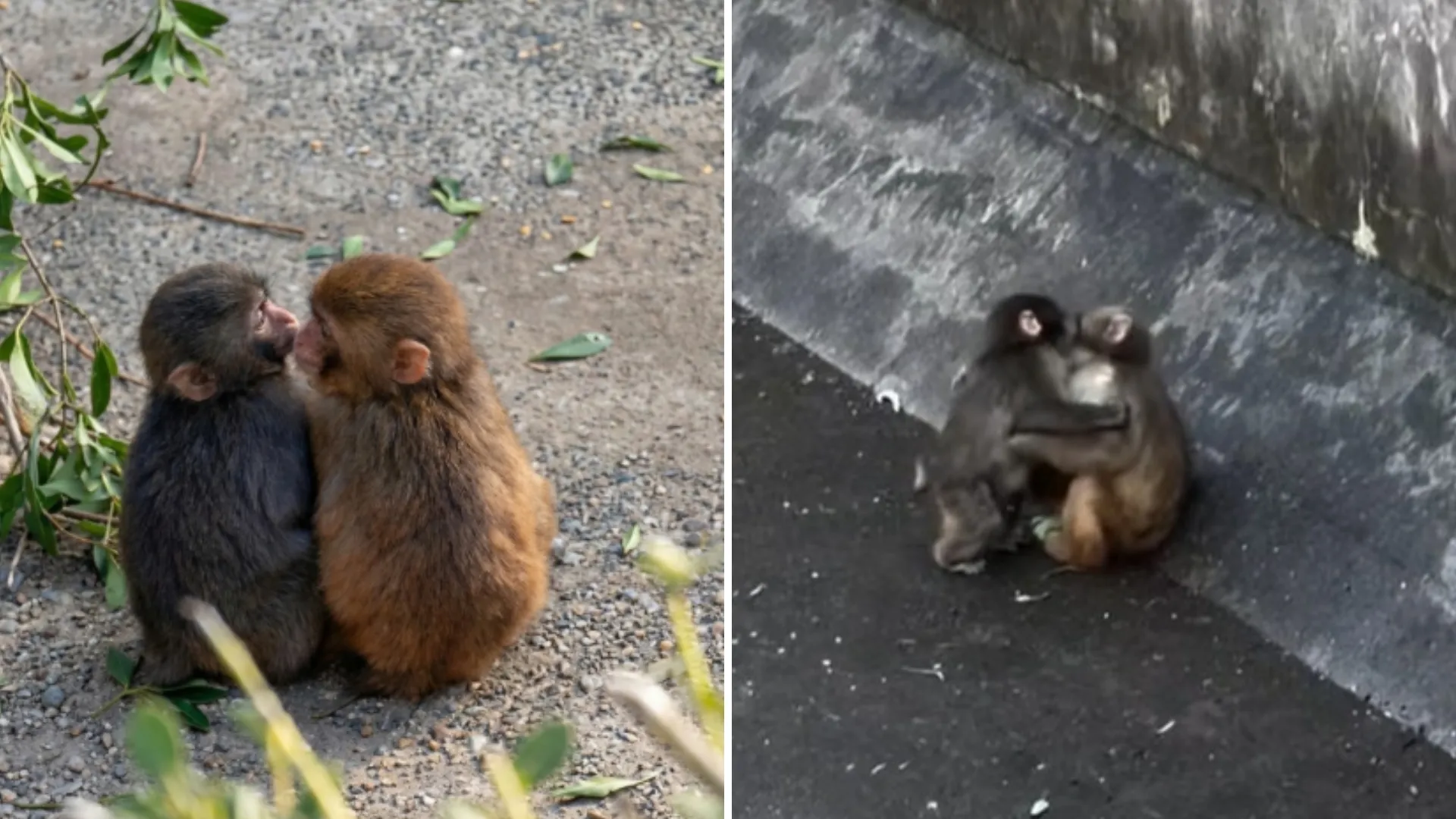 Puiul de maimuță Punch și-a găsit prietenă: Povestea care a cucerit oameni din întreaga lume