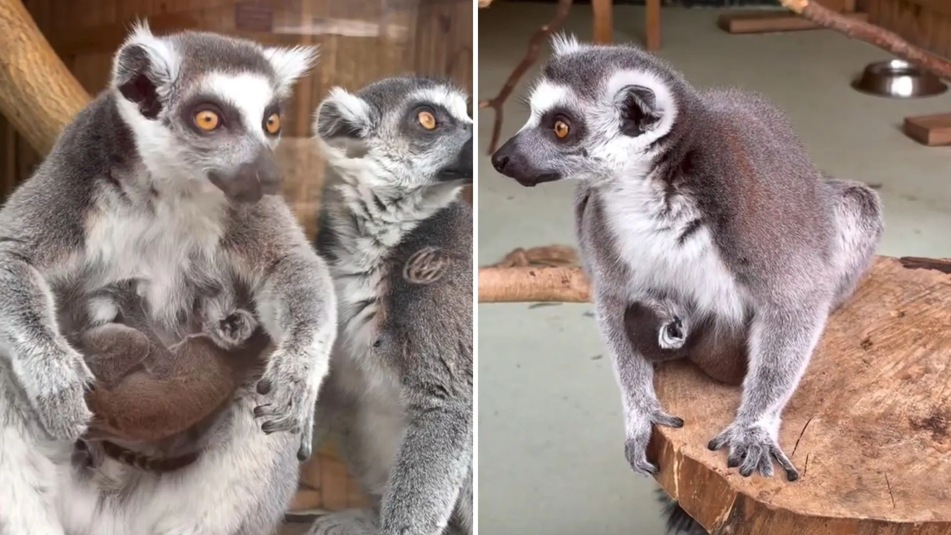 /VIDEO/ Bucurie la Grădina Zoologică din Chișinău: Familia de lemuri s-a mărit cu un nou membru