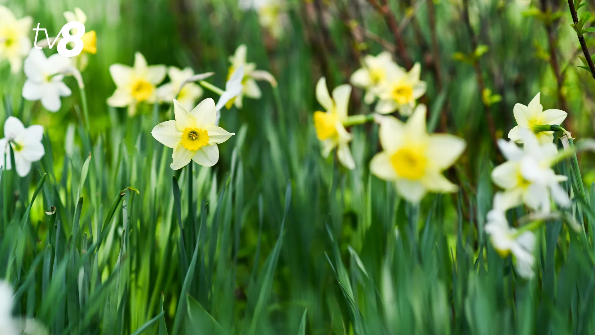 /METEO/ Vremea azi, 19 aprilie 2026: Cer variabil și vânt slab. Care vor fi temperaturile în prima zi a Paștelui Blajinilor