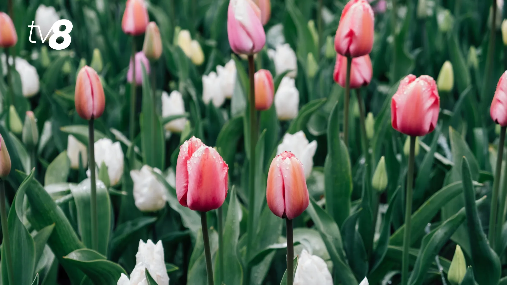 /METEO/ Vremea azi, 2 aprilie 2026: Cer noros și ploi slabe în țară. Care vor fi temperaturile