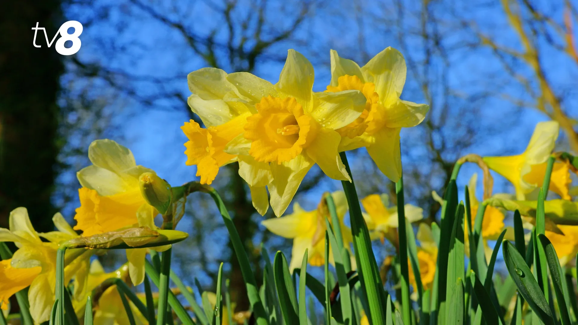 /METEO/ Vremea azi, 5 aprilie 2026: Cer variabil și temperaturi de până la 20 de grade